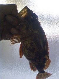 午前の部-おかず確保- 2008/11/22 14:00:54