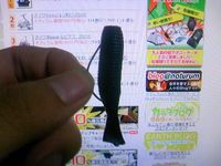 やっぱり海でもそうなんだ 2008/10/09 06:24:52
