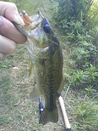 思いつかないタイトル。釣れたには釣れたんだけどさ。。。 2009/06/14 21:45:06