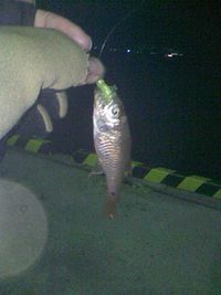 軽い気持ちが思わぬ成果 2008/12/19 22:03:30