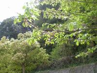 いつの間にか 2009/04/13 19:28:17