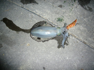 初コラボ釣行♪