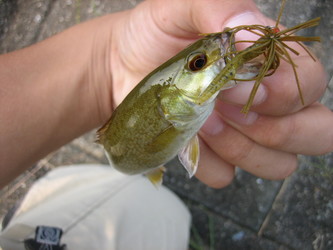 おい磯野野球しようぜ