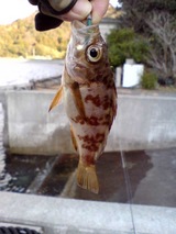 大分年末釣行～釣納めにしては～
