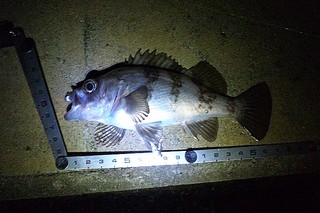 愛しのホーム