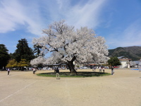 お花見