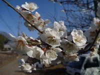 春が来た！ 2012/04/12 22:50:02