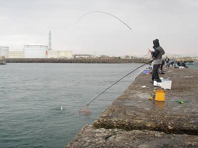 マイ アウトドア 新潟 サヨリの泳がせイナダ釣法 サヨリ釣りとエギング 新潟