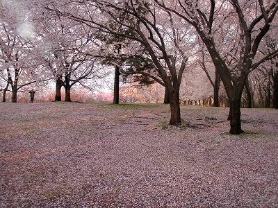 鳥屋野潟遊歩道の桜の絨毯：鳥屋野潟ランニング＠新潟