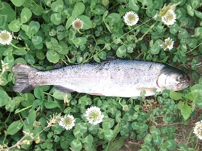 虹鱒が釣れた：鮎の偵察：阿賀野川＠新潟