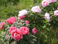 立てば芍薬、座れば牡丹、歩く姿は？？？