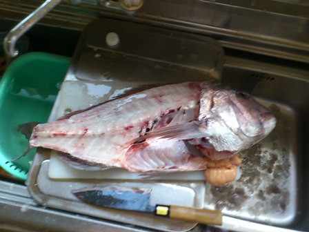 釣った鯛を美味しく調理　~三枚おろし編~