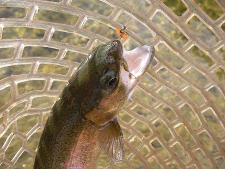 朽木渓流魚センターさんはAIR天国です！