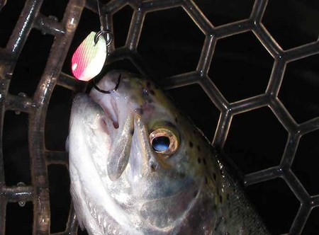 極寒の王禅寺さんは釣れるの？