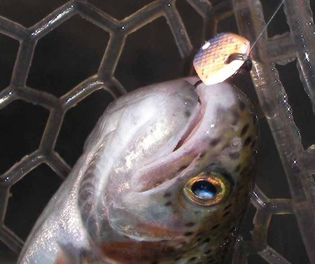 極寒の王禅寺さんは釣れるの？