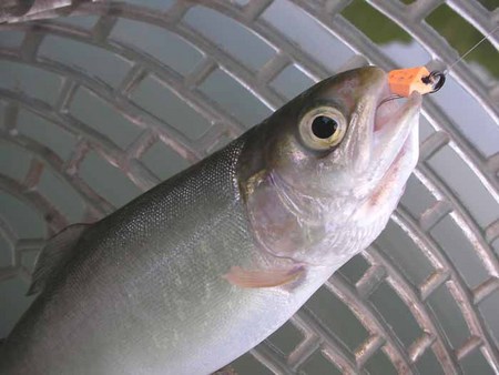 初めての愛知県「岡崎トラウトポンド」さん