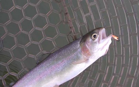 初めての愛知県「岡崎トラウトポンド」さん