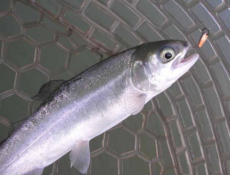 初めての愛知県「岡崎トラウトポンド」さん