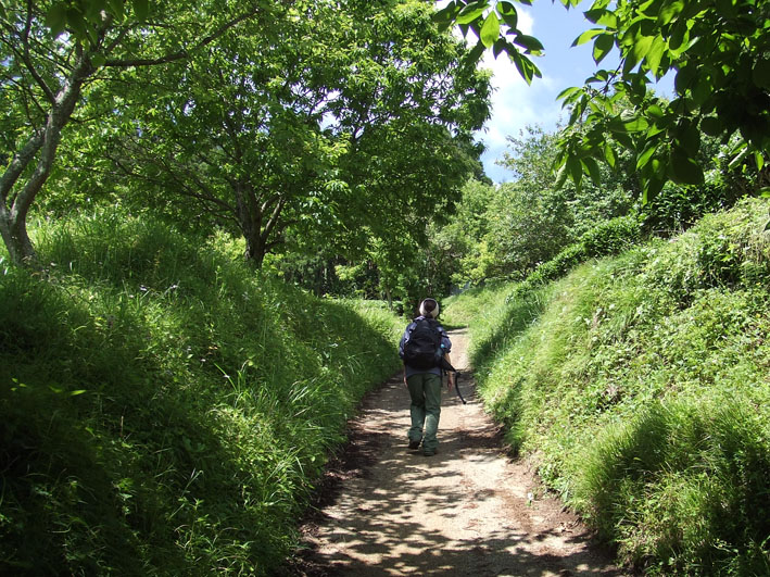 丹沢　シダンゴ山　　２００８年５月３１日（土）