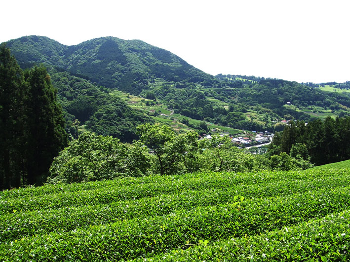 丹沢　シダンゴ山　　２００８年５月３１日（土）