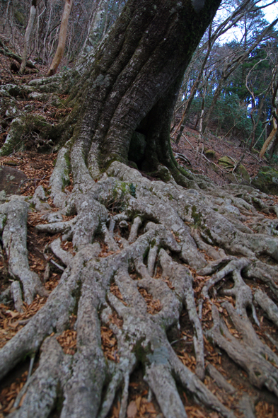 天城山（万三郎岳　1406m）日帰り　2012年1月7日