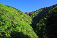 丹沢山　日帰り　新緑のブナを求めて　塩水橋〜堂平コース 2012/05/15 21:00:19