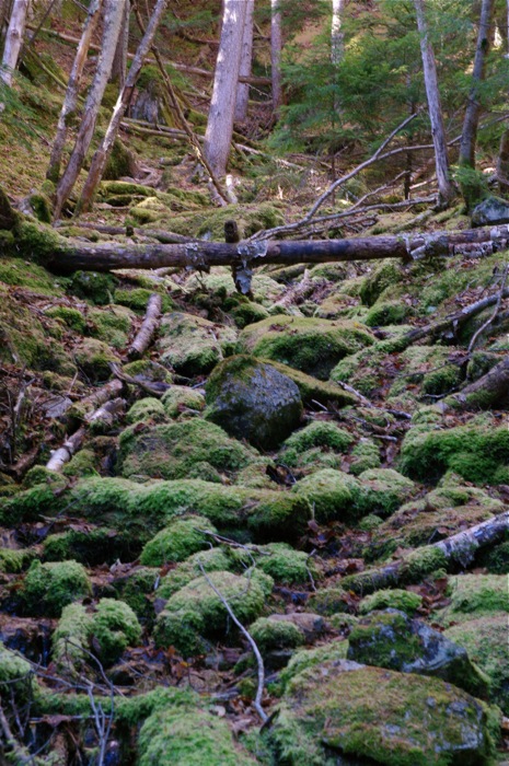 甲武信岳　日帰り　　沢と苔の街道を行く　　2012年11月3日