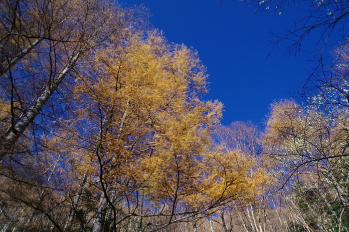 甲武信岳　日帰り　　沢と苔の街道を行く　　2012年11月3日