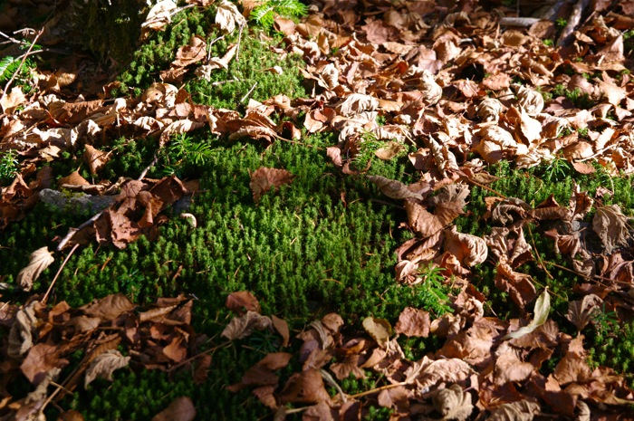 甲武信岳　日帰り　　沢と苔の街道を行く　　2012年11月3日