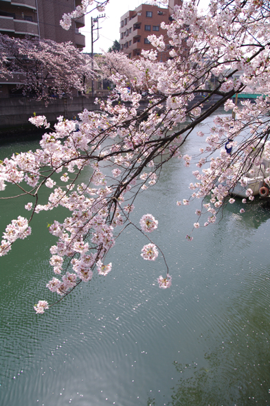 大岡川の桜散歩