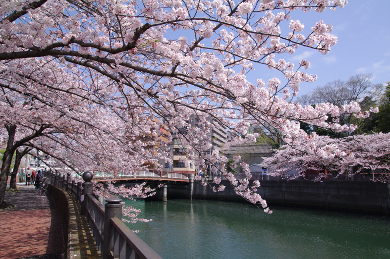 大岡川の桜散歩