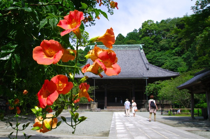 初夏の鎌倉　長谷寺から寺巡り