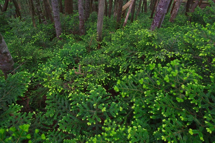 北八ケ岳・ニュウ　苔の原生林を歩く〜白駒池でテント泊