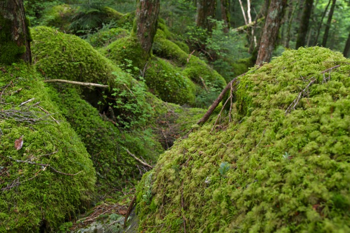 北八ケ岳・ニュウ　苔の原生林を歩く〜白駒池でテント泊