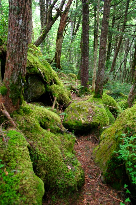 北八ケ岳・ニュウ　苔の原生林を歩く〜白駒池でテント泊