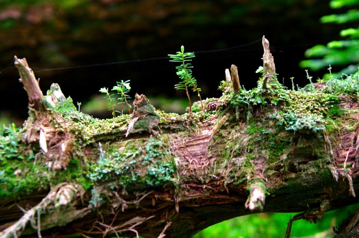 北八ケ岳・ニュウ　苔の原生林を歩く〜白駒池でテント泊