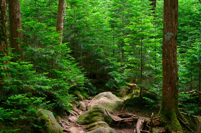 北八ケ岳・ニュウ　苔の原生林を歩く〜白駒池でテント泊