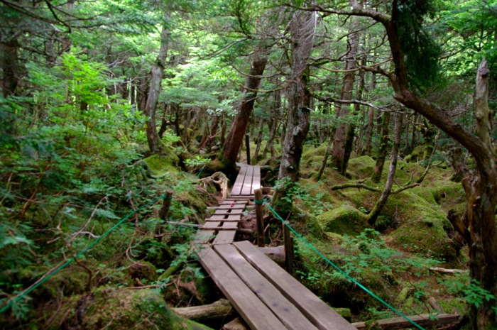 北八ケ岳・ニュウ　苔の原生林を歩く〜白駒池でテント泊