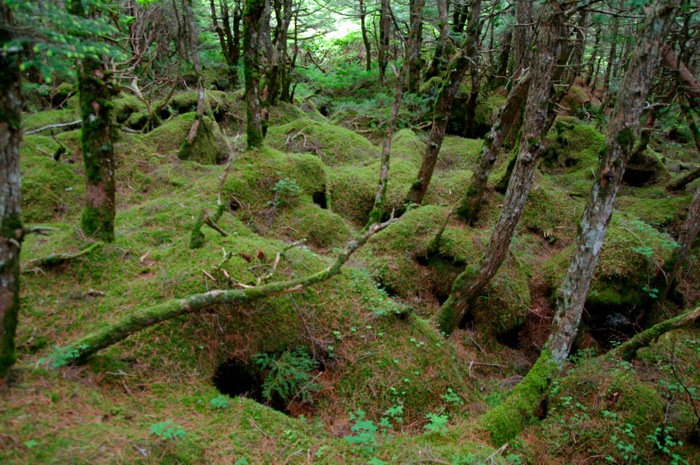 北八ケ岳・ニュウ　苔の原生林を歩く〜白駒池でテント泊