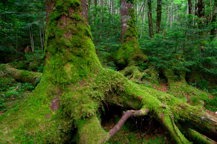 北八ケ岳・ニュウ　苔の原生林を歩く〜白駒池でテント泊