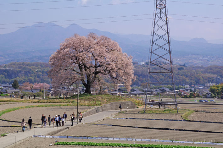 王仁塚（わにつか）の桜　〜わに塚の桜を求めて韮崎へ〜