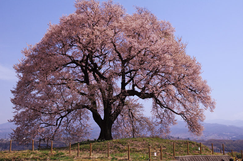 王仁塚（わにつか）の桜　〜わに塚の桜を求めて韮崎へ〜