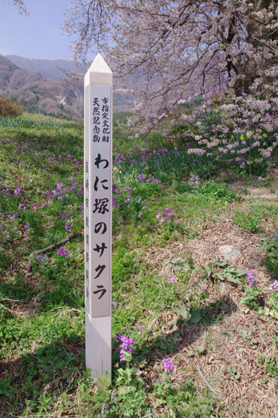 王仁塚（わにつか）の桜　〜わに塚の桜を求めて韮崎へ〜