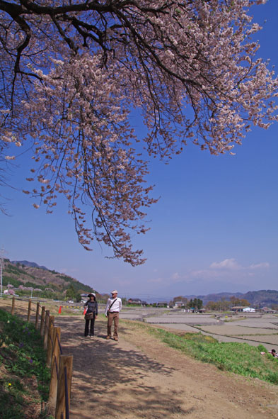 王仁塚（わにつか）の桜　〜わに塚の桜を求めて韮崎へ〜