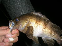 初メバル＆初ブログ 2011/03/06 17:01:45