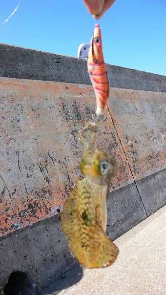 逃がした魚は大きい:ライカル 購入 インプレ 逃がした魚は大きい:ライカル 購入 インプレ