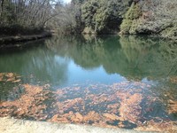 ポテンシャル高池