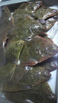 新鮮なお魚 2012/03/10 07:22:44