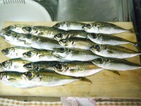 昨夜の釣行・・・