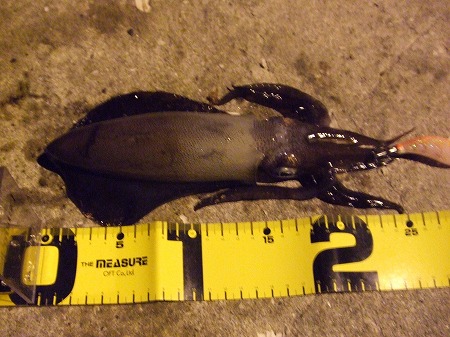 アオリイカ（秋）　15cm　tj